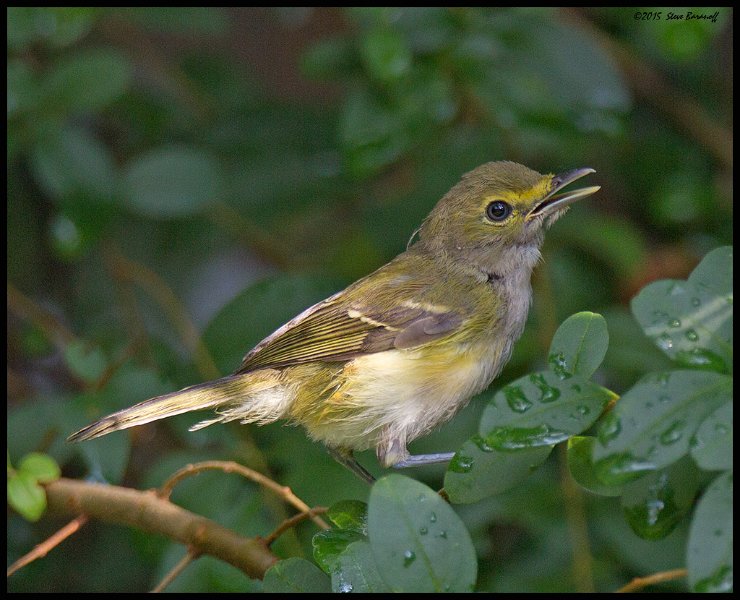 _5SB4106 immature white-eyed vireo.jpg